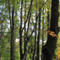 Земля под ИЖС, ЖУКОВКА Земля под ИЖС, ЖУКОВКА