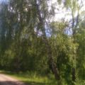 Земля сельхоз. назначения, Д. ТЕТЕРИНКИ, ТЕР. СНТ ЧЕРНИЧКА Земля сельхоз. назначения, Д. ТЕТЕРИНКИ, ТЕР. СНТ ЧЕРНИЧКА