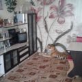 2-комнатная квартира, УЛ. ДЗЕРЖИНСКОГО, 103А 2-комнатная квартира, УЛ. ДЗЕРЖИНСКОГО, 103А