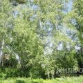 5 комнат и более, СНТ ИВУШКА 5 комнат и более, СНТ ИВУШКА